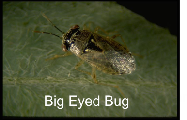 pictue of the big eyed bug